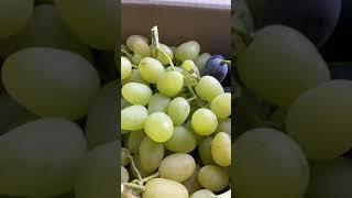 Ягоды винограда столовых сортов 2021