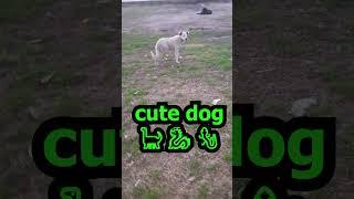 big street dog  need help  dog documentary #short #shortvideo #rescuedog #dog #starydog #dogs