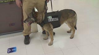 Hampton City Schools add K-9 security team