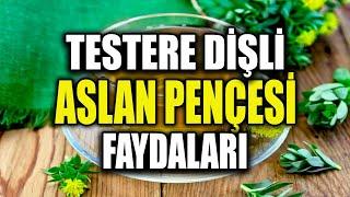 Günde 1 Bardak Testere Dişli Aslan Pençesi Çayı İçerseniz Bunlar Olur!