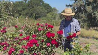 North Bay garden home to thousands of vintage and rare roses