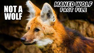 Maned Wolf Facts: NOT a WOLF  Animal Fact Files