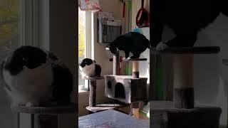 Kitties Learning to Share #shorts #cutecats #funnykitties #kittycatvideosfunny #cattreehouse