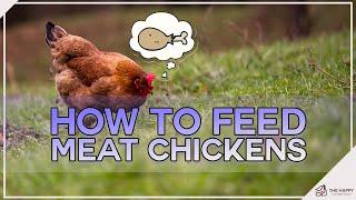 How to Feed Meat Chickens?