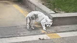 The emaciated stray cat tried to find food on the empty ground, but there was nothing there.