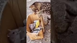 cat punishment #shots#viralvideo