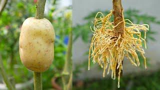 Effective of potato on lemon tree propagation - An excellent method