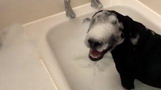 These Dogs Absolutely Love Bath Time