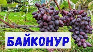 ВИНОГРАД БАЙКОНУР