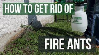 How to Get Rid of Fire Ants (4 Easy Steps)