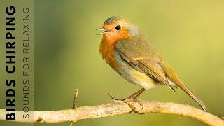 Birds Singing - 11 Hour Bird Sounds Relaxation, Soothing Nature Sounds, Birds Chirping