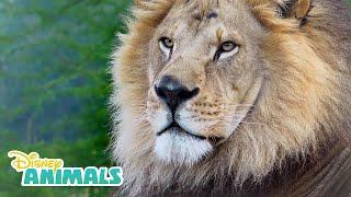 Lions! | Disney Animals | Disney Junior