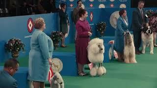 TurboTax Free Edition 2021 Commercial Dog Show Official 30 Second Commercial