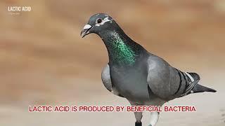 Lactic acid plays a crucial role in the performance of racing pigeons