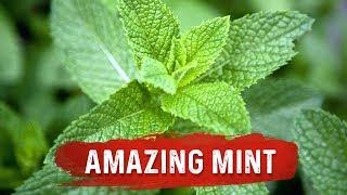 Mint Benefits for Health - Mint Leaf Uses for Digestion Issues - Dr. Berg