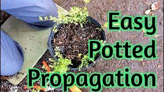 Potting technique to multiply plants in the pot