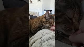 kitty cuddles ASMR