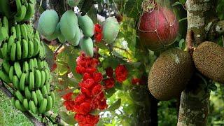 Orchards of Paradise! Organic Fruits Heaven in a Bangladeshi Village | Fruit Tour