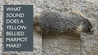 What Sound Does a Yellow-Bellied Marmot Make? @papaatthezoo