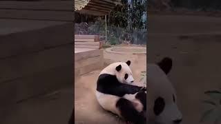 Жиза (звук) ПАНДА #panda  #memes