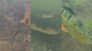 Underwater Video of Oscar Cichlids, Goldline Bullseye Snakeheads, and Peacock Bass in South Florida