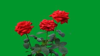 Red roses green screen | rose flower green screen effects | green screen flower effect