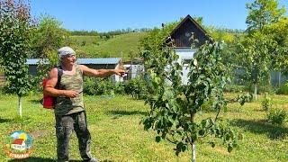 Жизнь в деревне. Спасаем айву и кота.