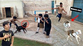Chunu Jimmy Ko Ly Ka Bhag Gea  Rottweiler Ny Attack Kr Dea 