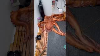 Great Pacific Octopus #octopus #bicatch #fishing #fishingvideo #beautifulbc #westcoast #halibut