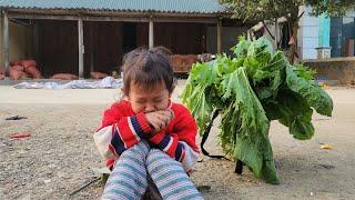 The little girl was alone, picking vegetables to sell and cleaning the house.