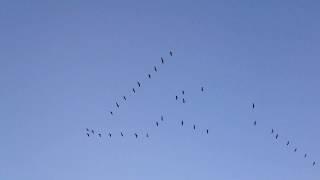 Стая журавлей улетает на юг осенью. A flock of cranes flies south in autumn.