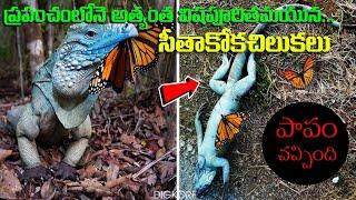 Most Poisonous Butterfly's in the world in Telugu | DIGKORE