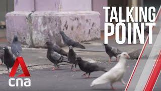 CNA | Talking Point | E20: Controlling Singapore's pigeon population