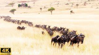 Aerial View of Wildebeest Migration in Maasai Mara | Breathtaking Wildlife Footage