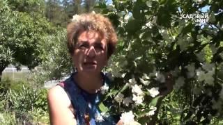 Неприхотливые растения для сада  Как размножать чубушник, или садовый жасмин