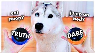 Dog Plays Truth or Dare Using Talking Buttons!
