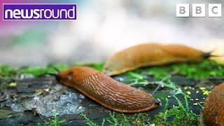 Come with us on a slug safari | Newsround