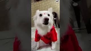 cute babu mera #dog #doglover#tony #dogowner #cute  #shortsvideo