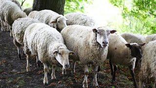 Интересных фактов об овцах (2022) Interesting facts about sheep (2022)