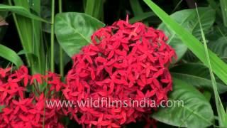 Ixora coccinea- A medicinal plant