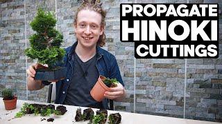 Propagate Hinoki Cypress Bonsai from Cuttings*EASY*