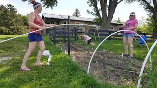 Creating a low tunnel for under $100; Tired of fighting cabbage worms