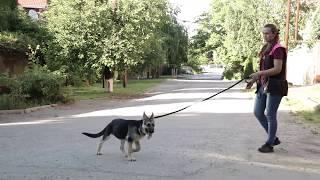 Дрессировка собак. Первая прогулка щенка. Как гулять, чтобы не тянул?