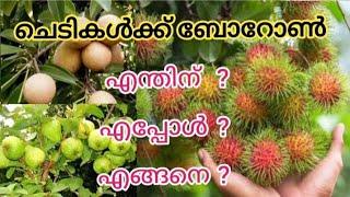 ചെടികൾക്ക് ബോറോൺ എപ്പോൾ എന്തിന് എങ്ങനെ / how to use micro nutrine Boron for fruit plants