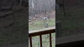 Cabin Homestead Fun : Goats and a Laser Pointer.