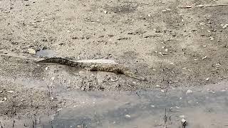 Crocodile at Sungei Buloh Wetland Reserve (Singapore)