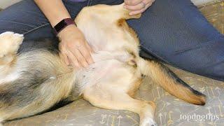 How To Massage Gas Out of Dogs