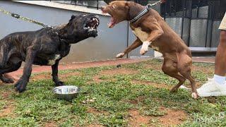 KING FLOKI VS CANE CORSO ‼️ SIAPAKAH P3MEN4NGNYA ?