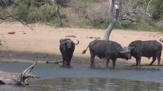 Ulusaba Lodge in 4K - Kruger Park - South Africa - Bush Sightings - 9 September 2023