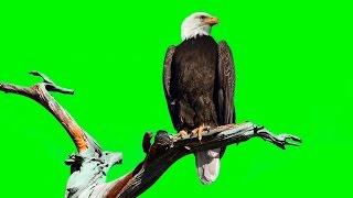 BALD EAGLE ON GREEN SCREEN ( REAL SHOOTING )